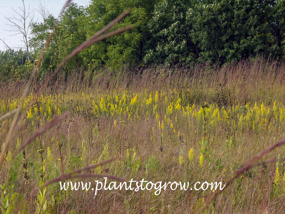 Showy Goldenrod (Solidago speciosa)
A beautiful shot taken at the end of September of Showy Goldenrod blooming among some Bluestem grass